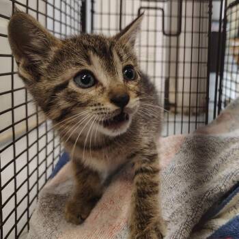 CSAS-Stray-861 -  Domestic Short Hair Cat for Adoption in Springtown, Texas - CSAS-Stray-861 | PetCurious