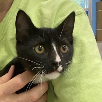 Matthew -  Domestic Short Hair Cat for Adoption in Tallahassee, Florida - Matthew | PetCurious