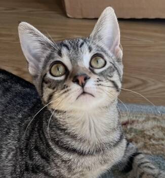 Summer -  Domestic Short Hair Cat for Adoption in Rocky Hill, Connecticut - Summer | PetCurious