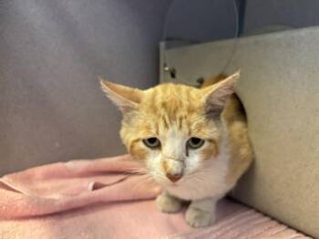 A883043 -  Domestic Short Hair Cat for Adoption in Camarillo, California - A883043 | PetCurious