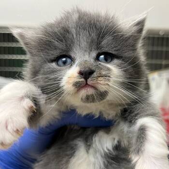 Domestic Long Hair Cats Available for Adoption in Charlottesville, Virginia - Blackberry | PetCurious