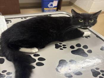 HELLO KITTY -  Domestic Short Hair Cat for Adoption in Derwood, Maryland - HELLO KITTY | PetCurious
