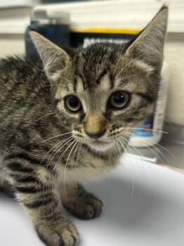 Peggy Sue -  Domestic Short Hair Cat for Adoption in Pomona, New York - Peggy Sue | PetCurious