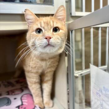Domestic Short Hair Cats Available for Adoption - Mango | PetCurious