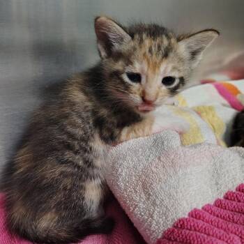 Domestic Short Hair Cats Available for Adoption in Vieques, Vieques - Maybelline | PetCurious