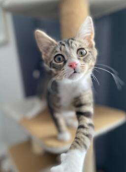 Domestic Short Hair Cats Available for Adoption - Tiger | PetCurious