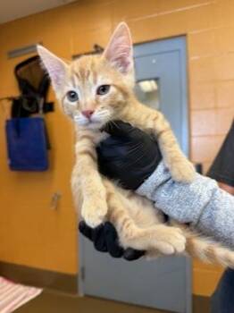 Thunk -  Domestic Short Hair Cat for Adoption in Wichita, Kansas - Thunk | PetCurious