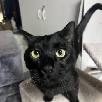 Rescue Domestic Short Hair Cats for Adoption in Vernon, Vermont - Kevin | PetCurious