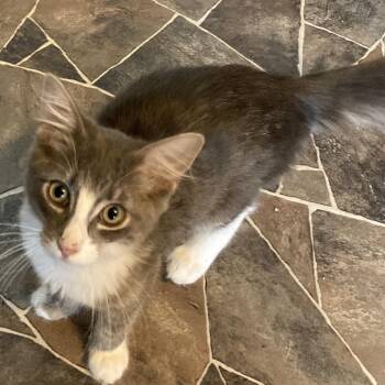 Astro -  Domestic Long Hair Cat for Adoption in Marion, Illinois - Astro | PetCurious