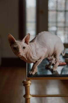 Rescue Sphynx Hairless Cat Cats for Adoption in Montreal, Quebec - Jonathan | PetCurious