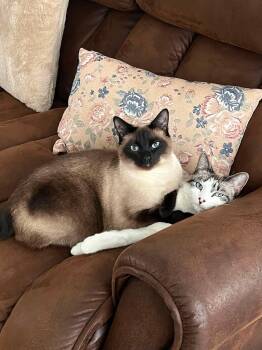 Mars and Belle -  Siamese Cat for Adoption in Lee