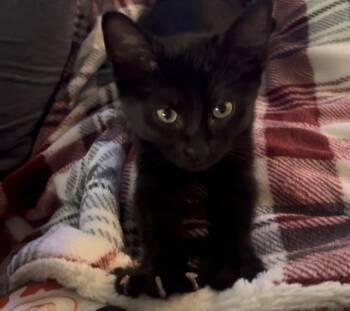 Mikasa 6704 -  Domestic Short Hair Cat for Adoption in Dallas, Texas - Mikasa 6704 | PetCurious
