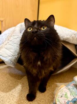 Rescue Domestic Long Hair Cats for Adoption in Portland, Oregon - Coconut | PetCurious