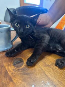 Moana -  Domestic Short Hair Cat for Adoption in Thousand Oaks, California - Moana | PetCurious