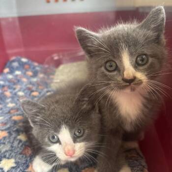 TBD Kittens - TBD 2 -  Domestic Short Hair Cat for Adoption in Washington, District Of Columbia - TBD Kittens - TBD 2 | PetCurious