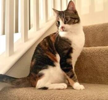 MistyMay -  Domestic Short Hair Cat for Adoption in San Diego, California - MistyMay | PetCurious
