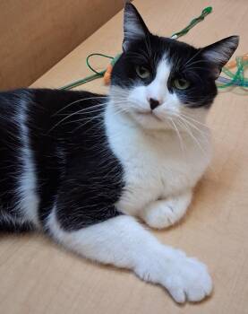 Slush @ Medina Petsmart (Watch her video!) -  Domestic Medium Hair Cat for Adoption in Cuyahoga Falls, Ohio - Slush @ Medina Petsmart (Watch Her Video!) | PetCurious