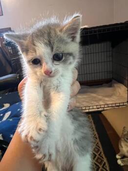 Slate 5 -  Domestic Short Hair Cat Available for Adoption in Glenfield, New York - Slate 5 | PetCurious