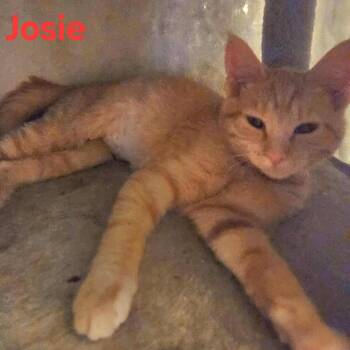 Rescue Domestic Short Hair Cats for Adoption in Davison, Michigan - Josie | PetCurious