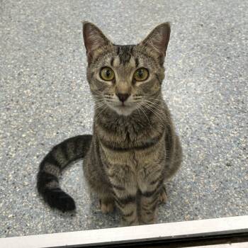 Spicy Tuna Roll -  Domestic Short Hair Cat for Adoption in Charleston, South Carolina - Spicy Tuna Roll | PetCurious