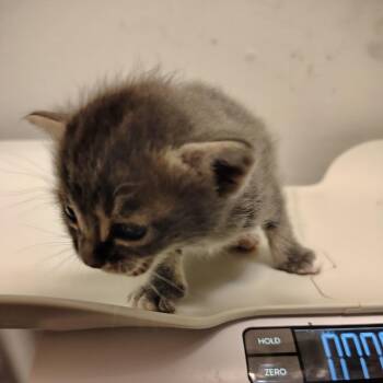 Misty -  Domestic Short Hair Cat for Adoption in Coos Bay, Oregon - Misty | PetCurious