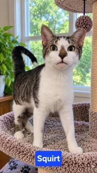 Squirt -  Domestic Short Hair Cat for Adoption in Kenhorst, Pennsylvania - Squirt | PetCurious