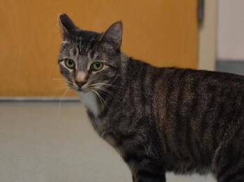 Damascus -  Domestic Short Hair Cat for Adoption in Portland, Oregon - Damascus | PetCurious