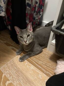 Rescue Domestic Short Hair Cats for Adoption in New York, New York - Mia | PetCurious