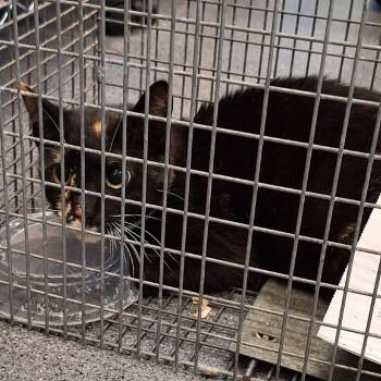 Domestic Short Hair Cats Available for Adoption in Montgomery, Alabama - Spotty | PetCurious