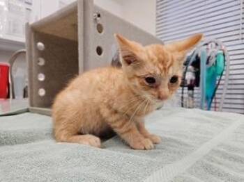 TENNESSEE -  Domestic Short Hair Cat for Adoption in Antioch, California - TENNESSEE | PetCurious