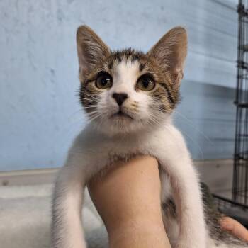Clara -  Domestic Short Hair Cat for Adoption in Clarinda, Iowa - Clara | PetCurious