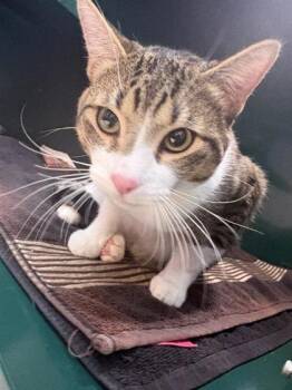 Domestic Short Hair Cats Available for Adoption in El Paso, Texas - Luigi* | PetCurious