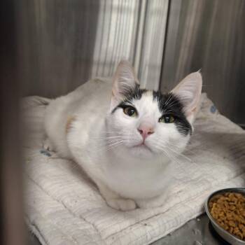 Maizy -  Domestic Short Hair Cat for Adoption in Conway, New Hampshire - Maizy | PetCurious