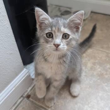 Mardi Gras Mustard -  Domestic Short Hair Cat for Adoption in Columbia, Missouri - Mardi Gras Mustard | PetCurious