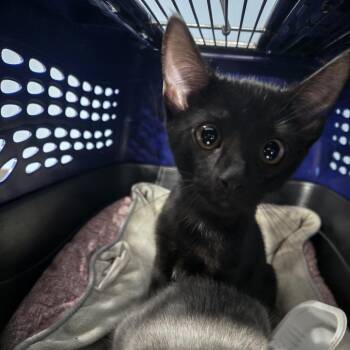 Wybie -  Domestic Short Hair Cat for Adoption in Newark, New Jersey - Wybie | PetCurious