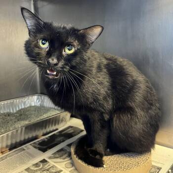 Wednesday -  Domestic Short Hair Cat for Adoption in Chicago, Illinois - Wednesday | PetCurious