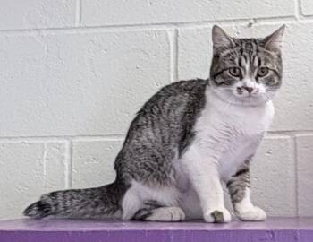 Domestic Short Hair Cats Available for Adoption in Columbus, Indiana - Rosa | PetCurious