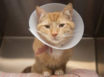 Domestic Short Hair Cats Available for Adoption - CHEEZ IT | PetCurious