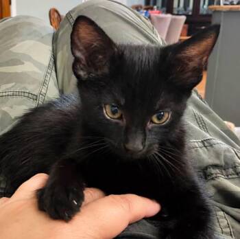 Cotton Ball (AO37174) -  Domestic Short Hair Cat for Adoption in Kansas City, Kansas - Cotton Ball (AO37174) | PetCurious
