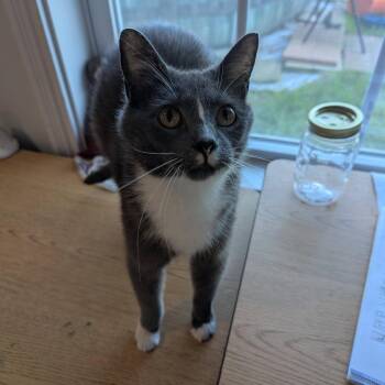 Domestic Short Hair Cats Available for Adoption in La Grange, Kentucky - Gloria | PetCurious
