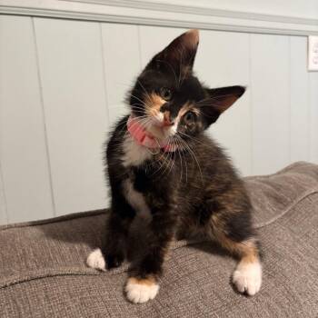 Hip Hop C69561 -  Domestic Short Hair Cat for Adoption in Minnetonka, Minnesota - Hip Hop C69561 | PetCurious