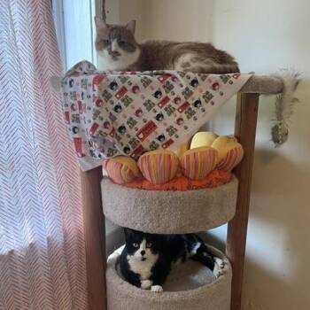 Sarsaparilla -  Domestic Short Hair Cat for Adoption in St. Louis, Missouri - Sarsaparilla | PetCurious