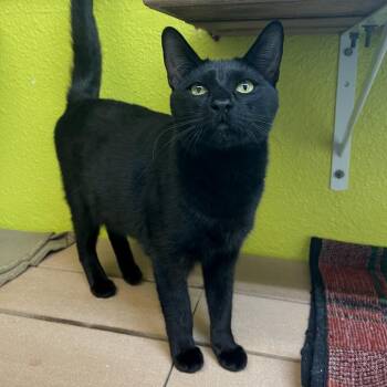 Domestic Short Hair Cats Available for Adoption - Chowder | PetCurious