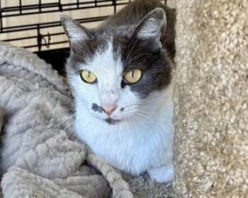 Slinky -  Domestic Short Hair Cat for Adoption in San Diego, California - Slinky | PetCurious