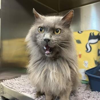 Cyrus -  Domestic Long Hair Cat for Adoption in Charlottesville, Virginia - Cyrus | PetCurious