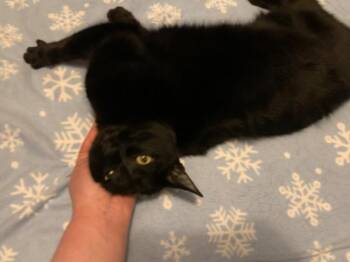 Domestic Short Hair Cats Available for Adoption in Pawtucket, Rhode Island - Coal | PetCurious