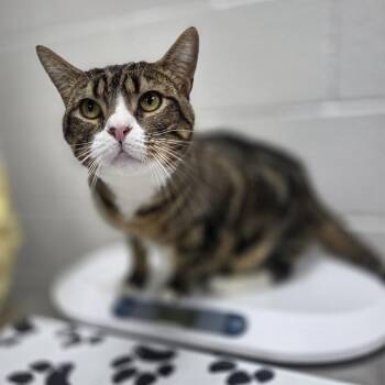 Domestic Short Hair Cats Available for Adoption in Incline Village, Nevada - Bolton | PetCurious