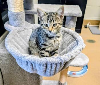 Tiny -  Domestic Short Hair Cat for Adoption in Mt. Juliet, Tennessee - Tiny | PetCurious