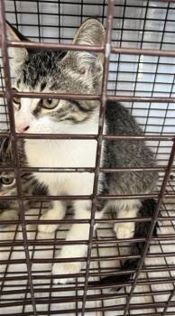 A662323 -  Domestic Short Hair Cat for Adoption in Houston, Texas - A662323 | PetCurious