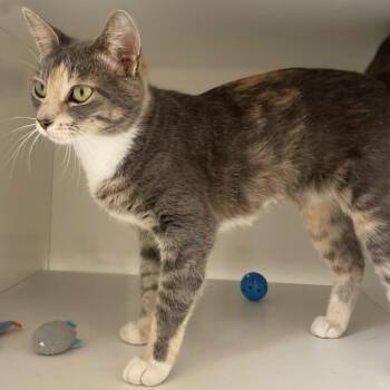 Mittens -  Domestic Short Hair Cat for Adoption in Champaign, Illinois - Mittens | PetCurious